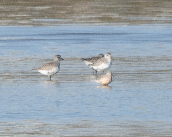 Red Knot - ML617050484