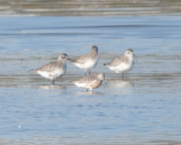 Red Knot - ML617050487