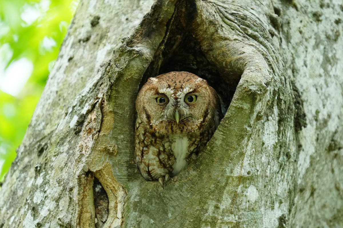 Eastern Screech-Owl - ML617050509