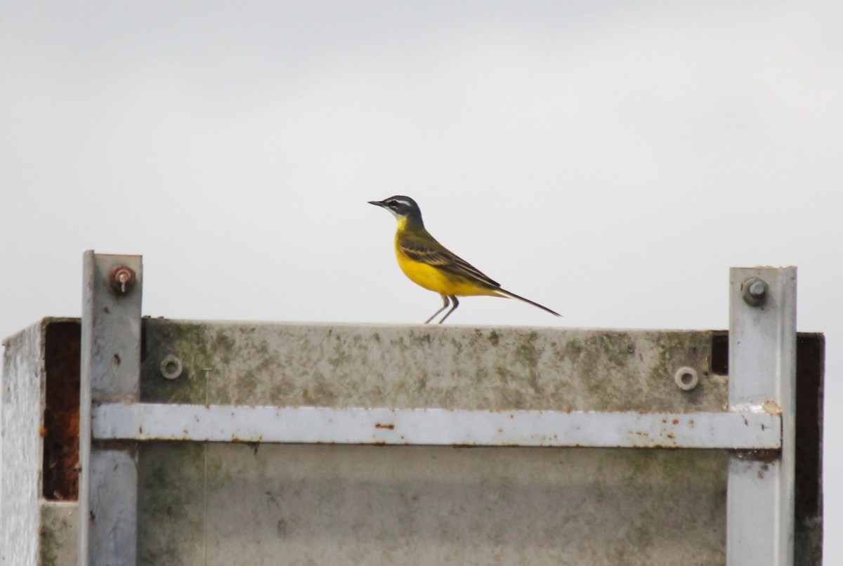 Western Yellow Wagtail - Rui Lopo