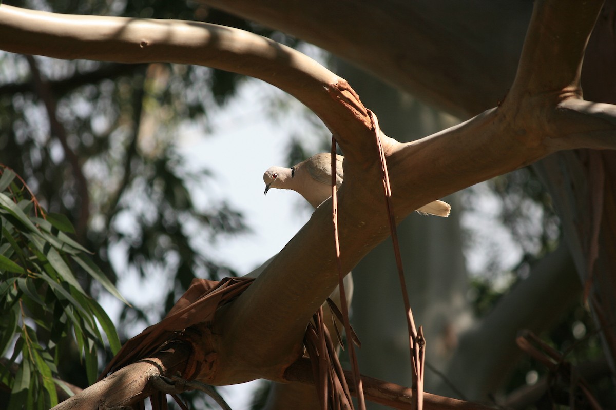 Eurasian Collared-Dove - Adit Kapadia