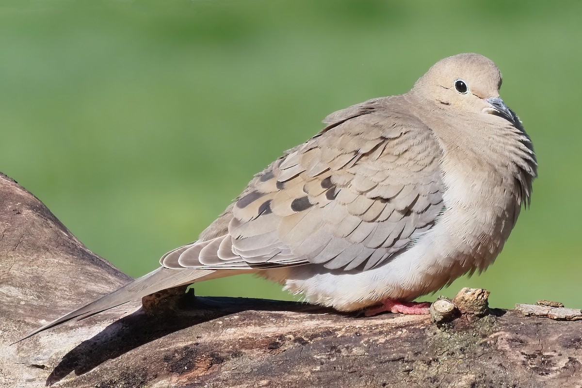 Mourning Dove - Mike Smith