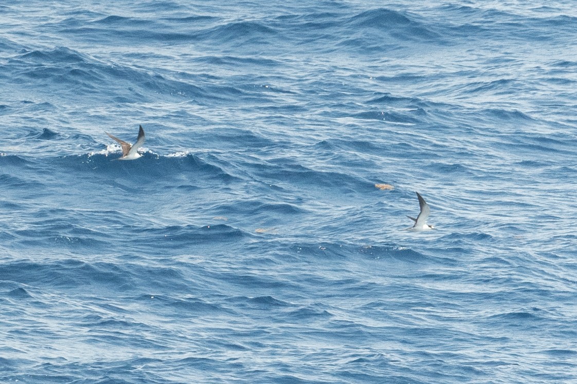 Sooty Tern - ML617050576