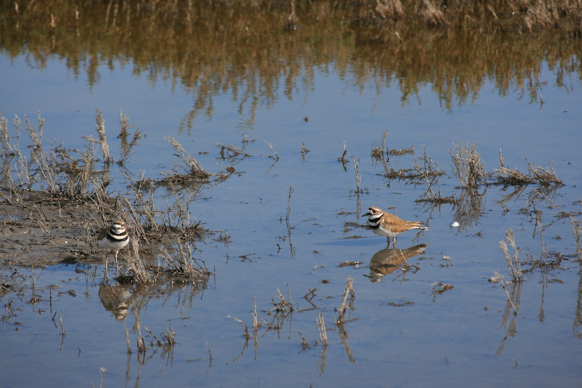 Killdeer - ML617050589