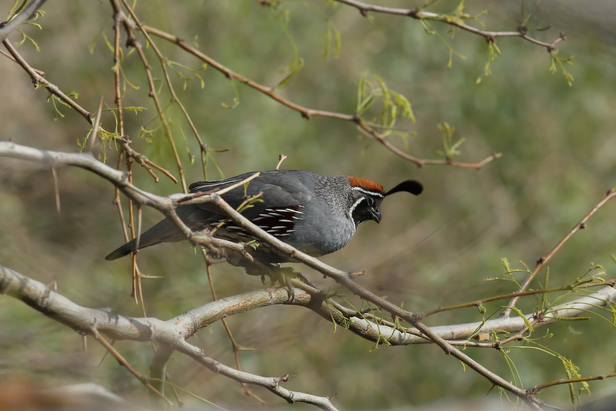 Gambel's Quail - ML617050602