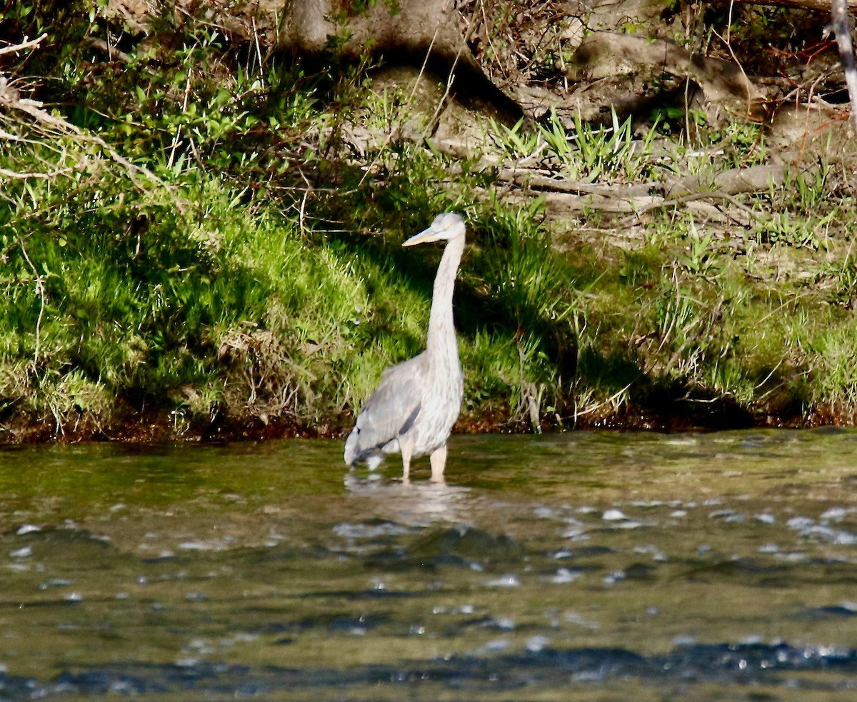 Great Blue Heron - ML617050637