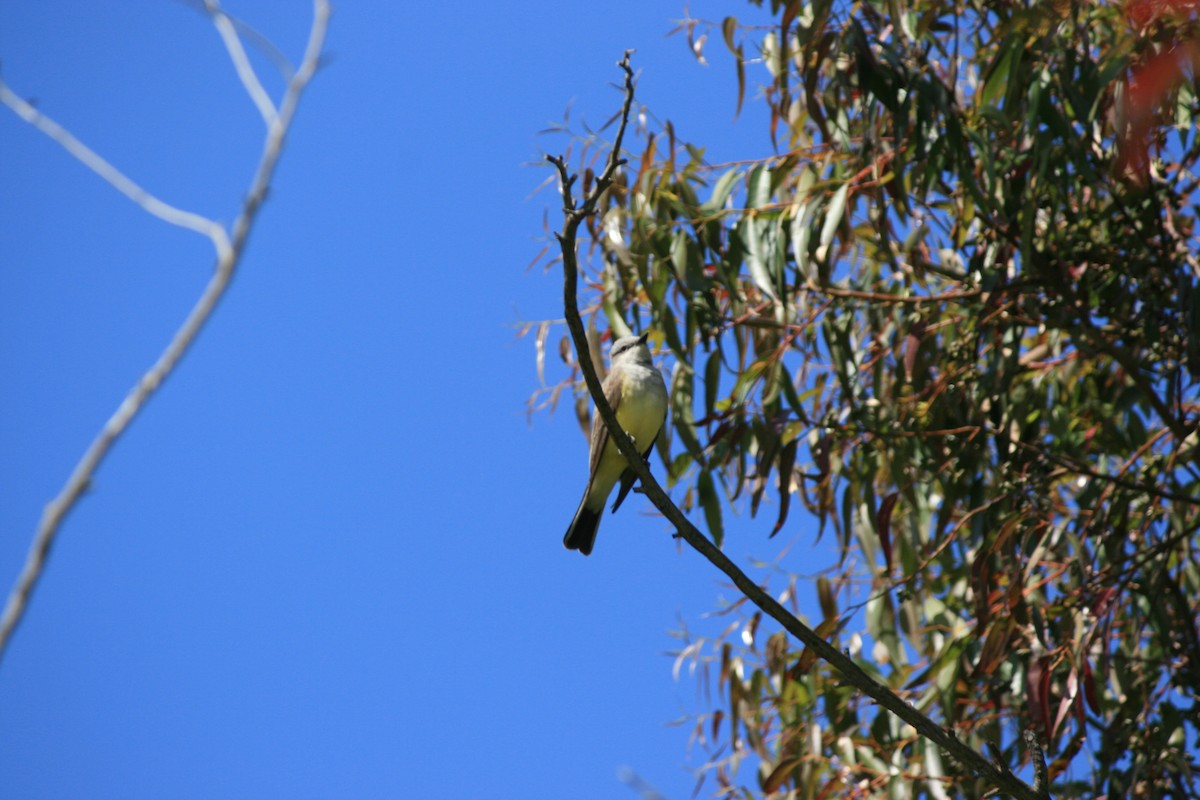 Western Kingbird - Adit Kapadia