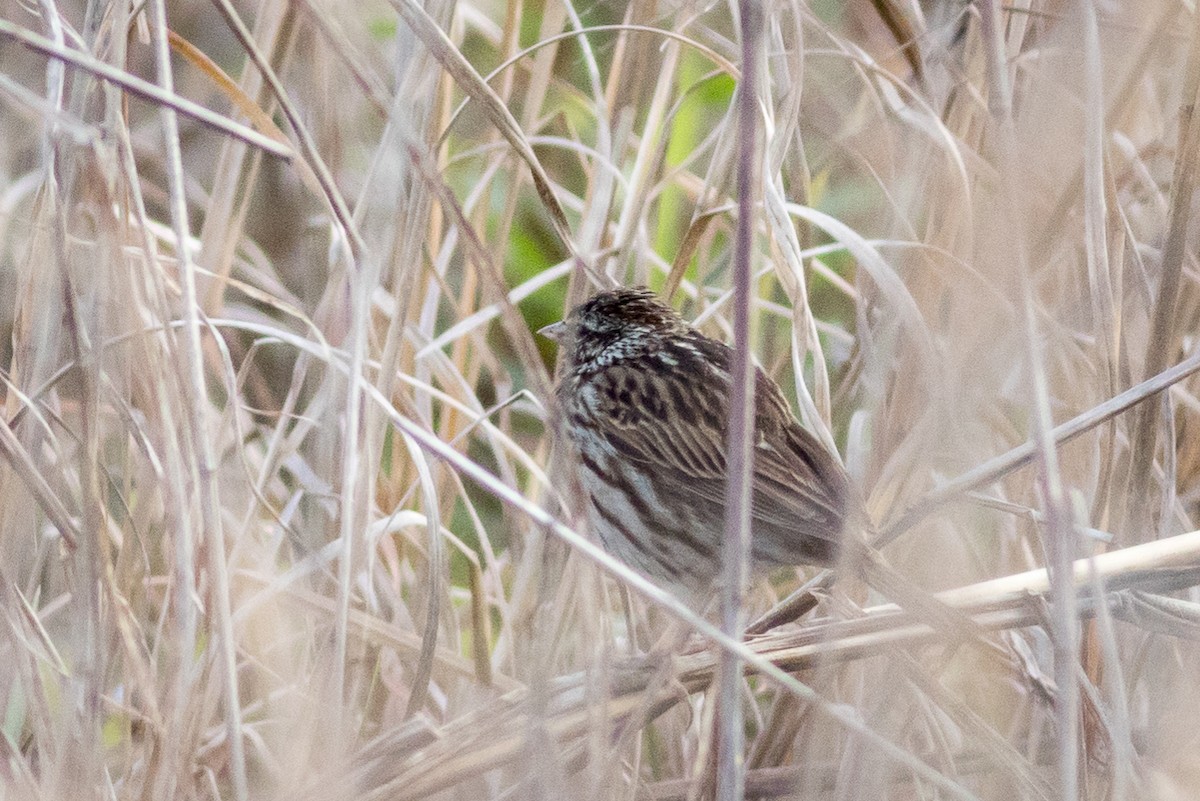 Song Sparrow - ML617050681