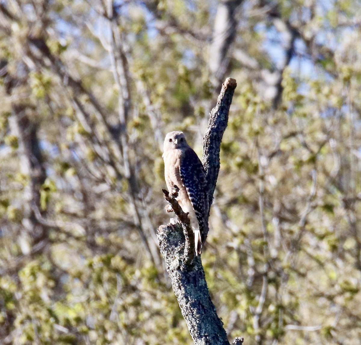 Red-shouldered Hawk - ML617050692