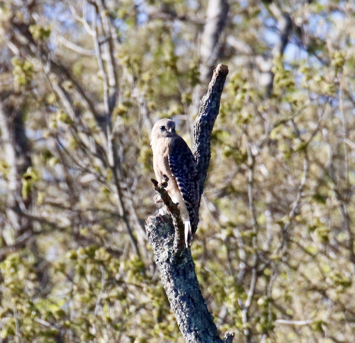 Red-shouldered Hawk - ML617050693