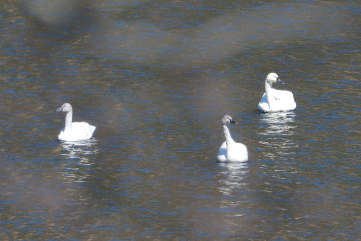 Tundra Swan - Debra Rittelmann