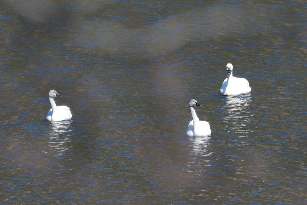 Tundra Swan - Debra Rittelmann