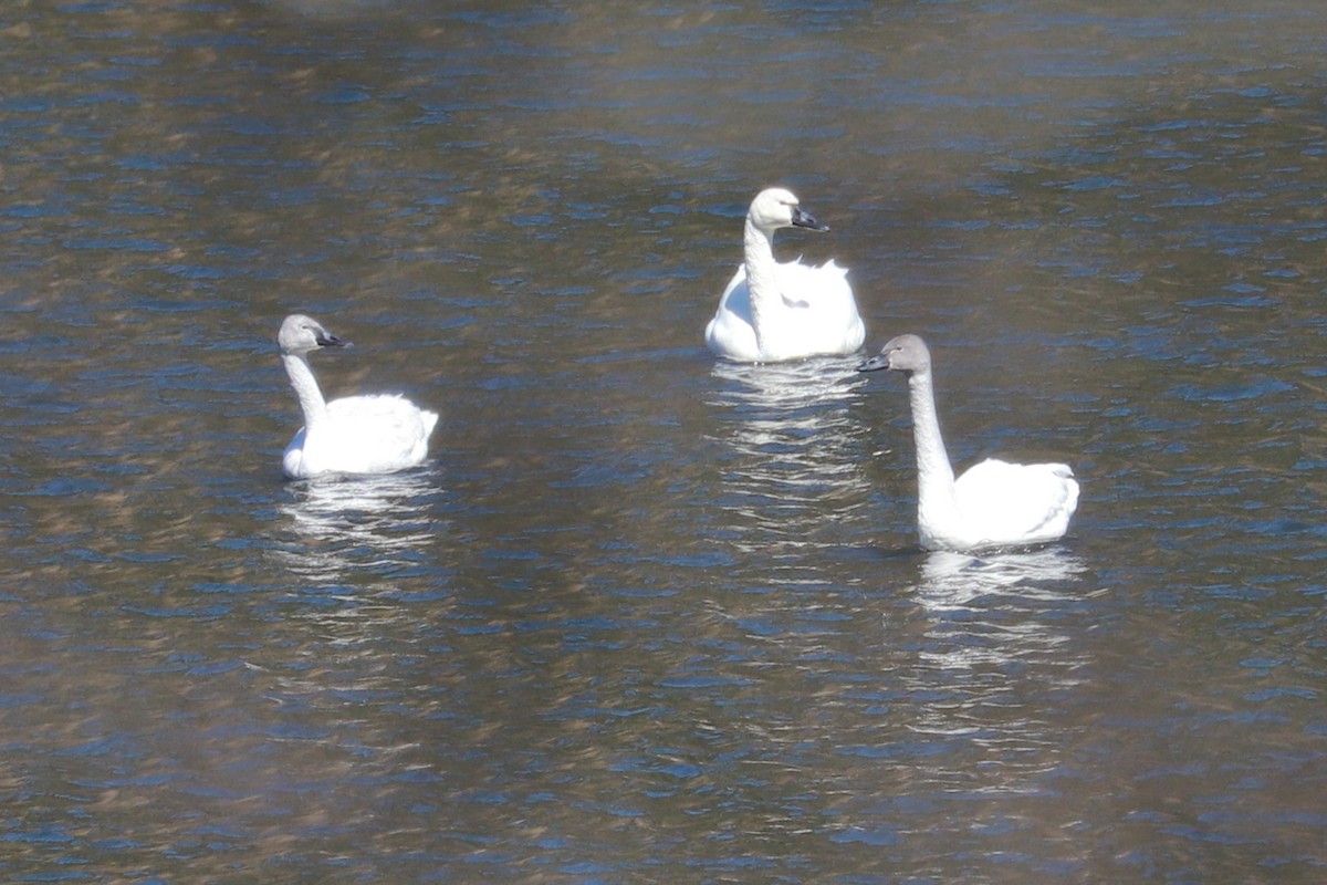 Tundra Swan - Debra Rittelmann