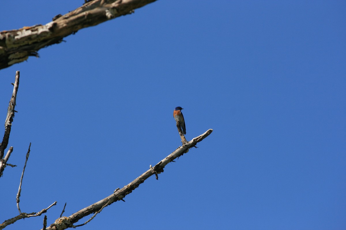 Western Bluebird - Adit Kapadia