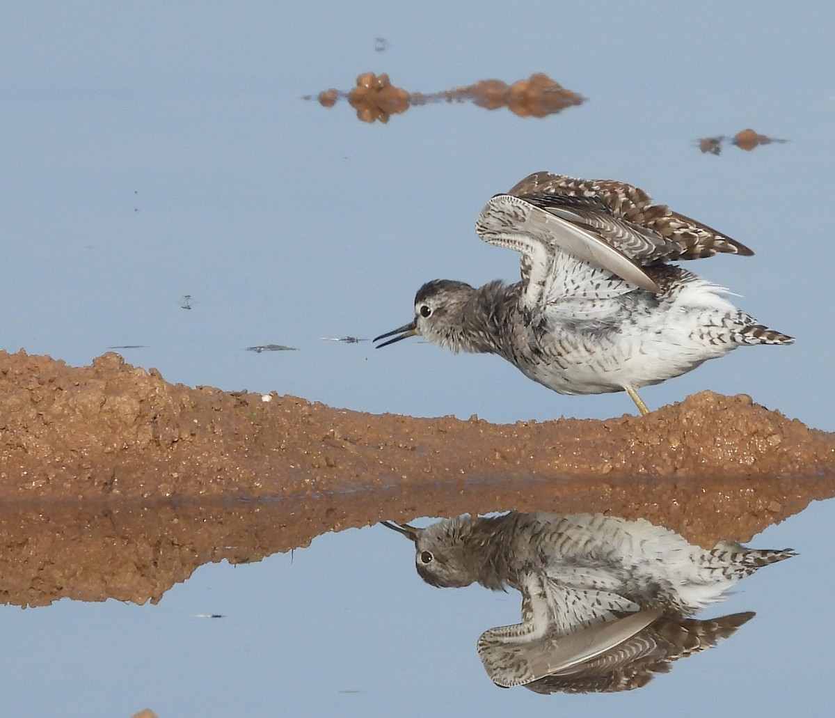 Wood Sandpiper - ML617050741