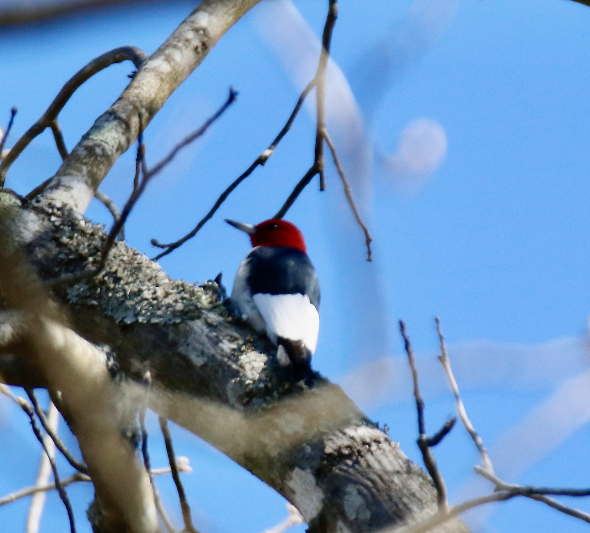 Red-headed Woodpecker - ML617050777