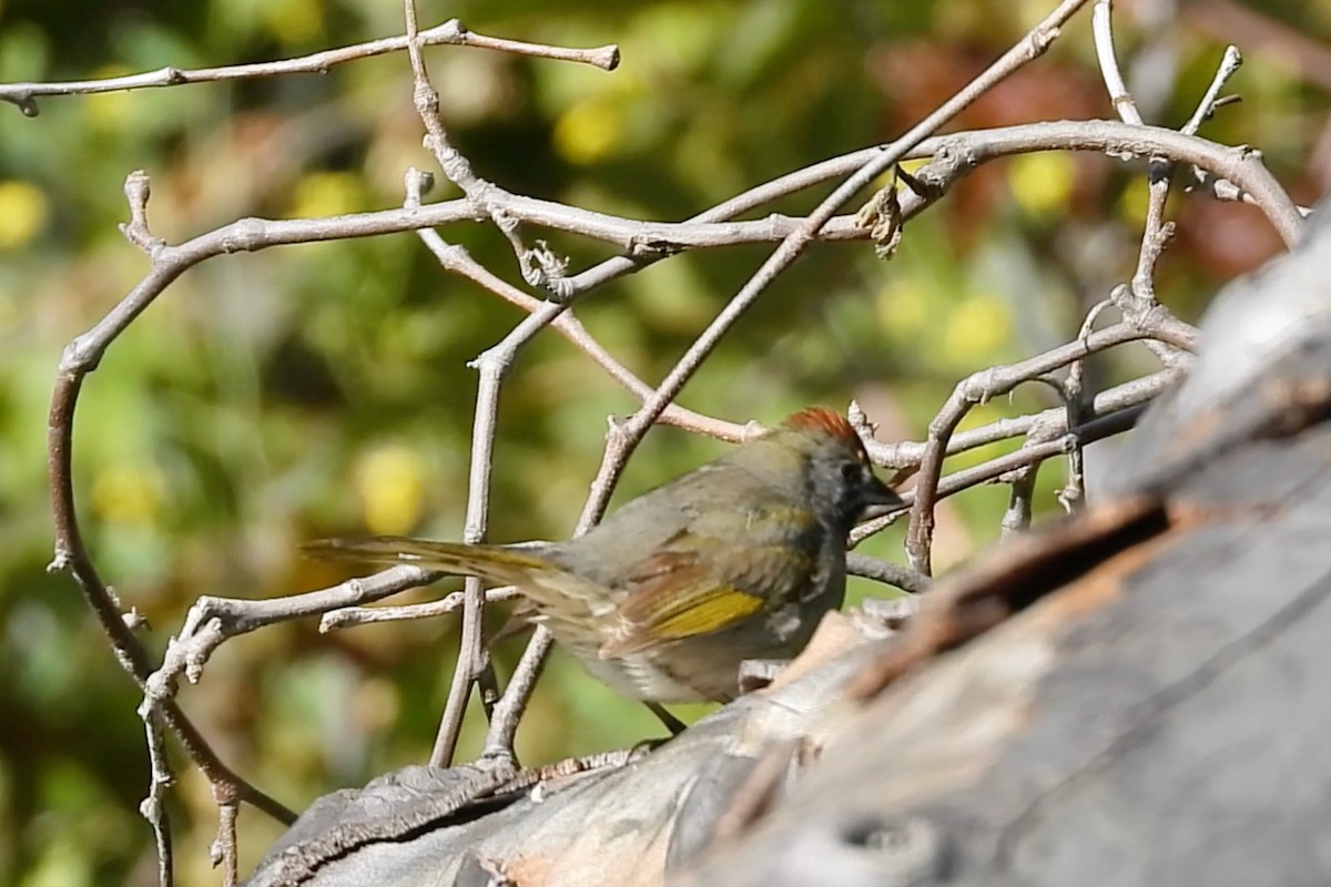 Green-tailed Towhee - ML617050792