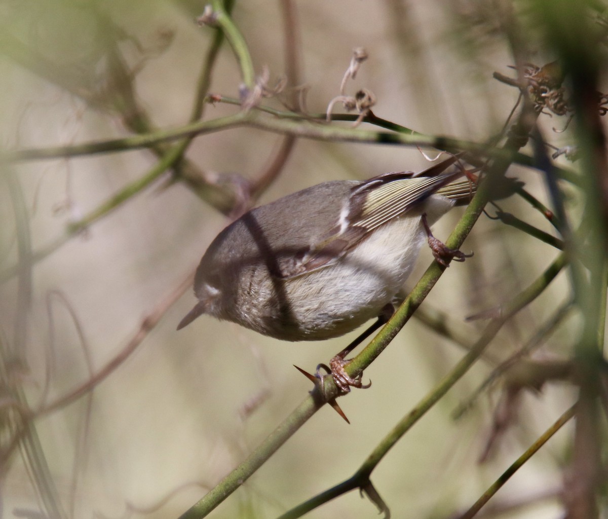 Ruby-crowned Kinglet - ML617050798