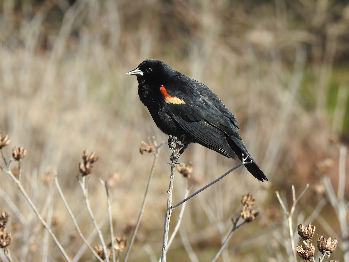 Red-winged Blackbird - ML617050838