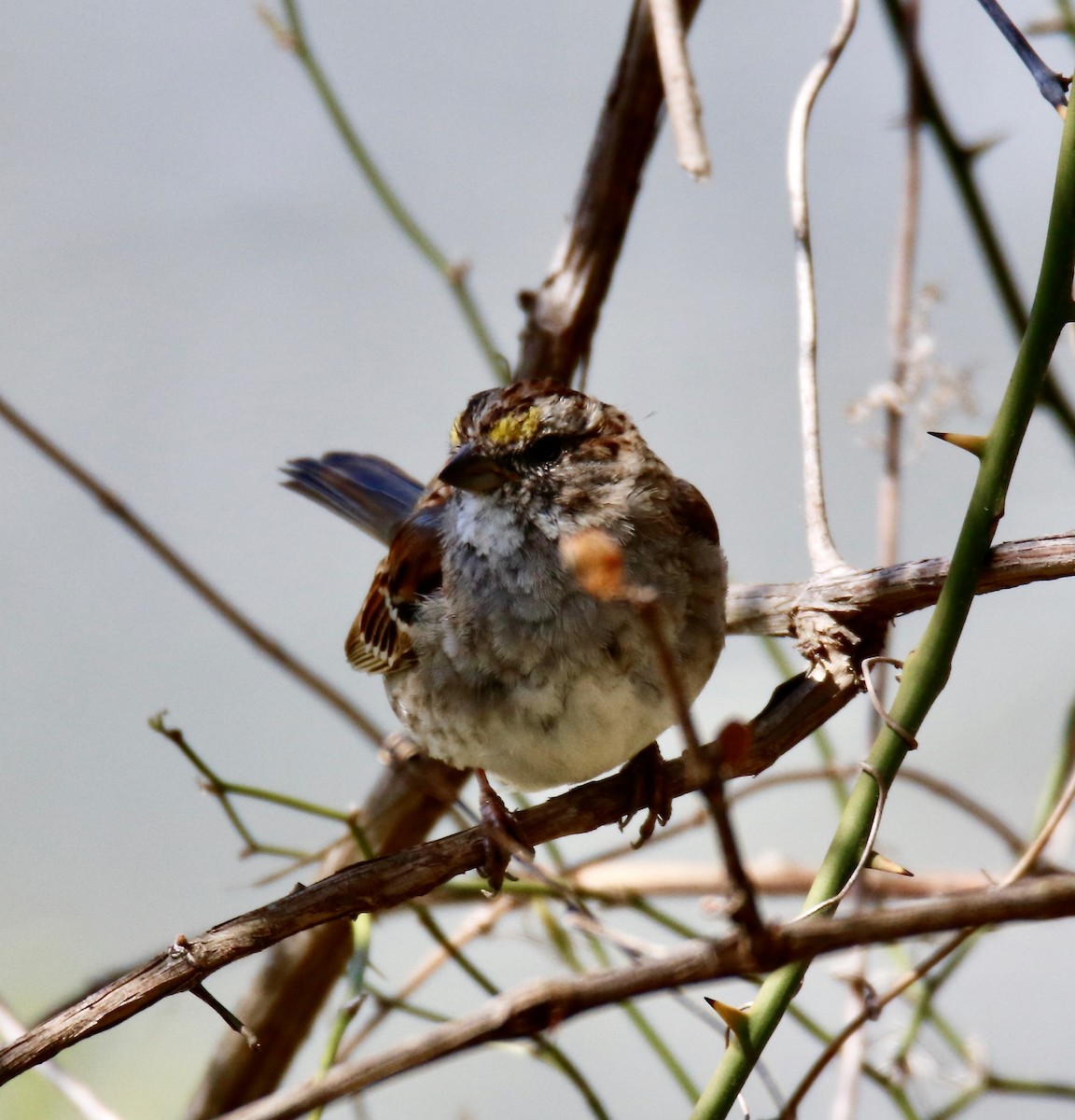 White-throated Sparrow - ML617050851