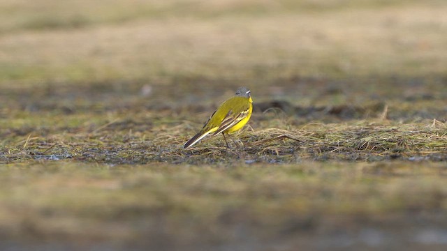 Western Yellow Wagtail - ML617050863