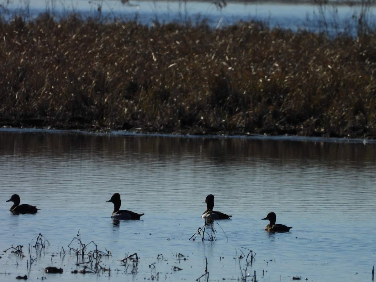 Common Goldeneye - ML617050866