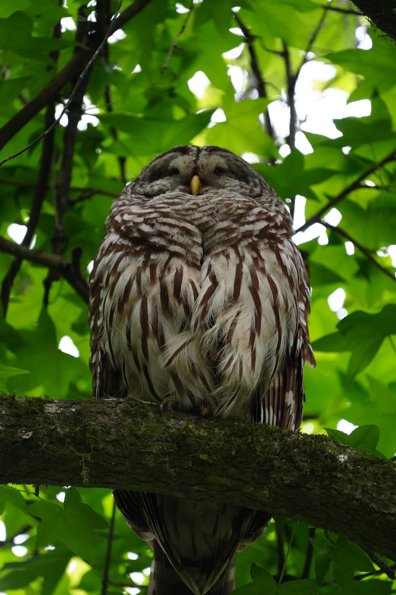 Barred Owl - ML617050876