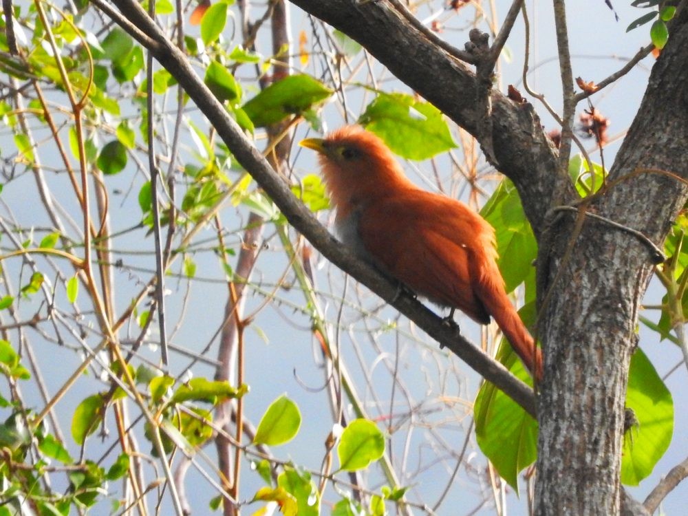 Squirrel Cuckoo - ML617050881