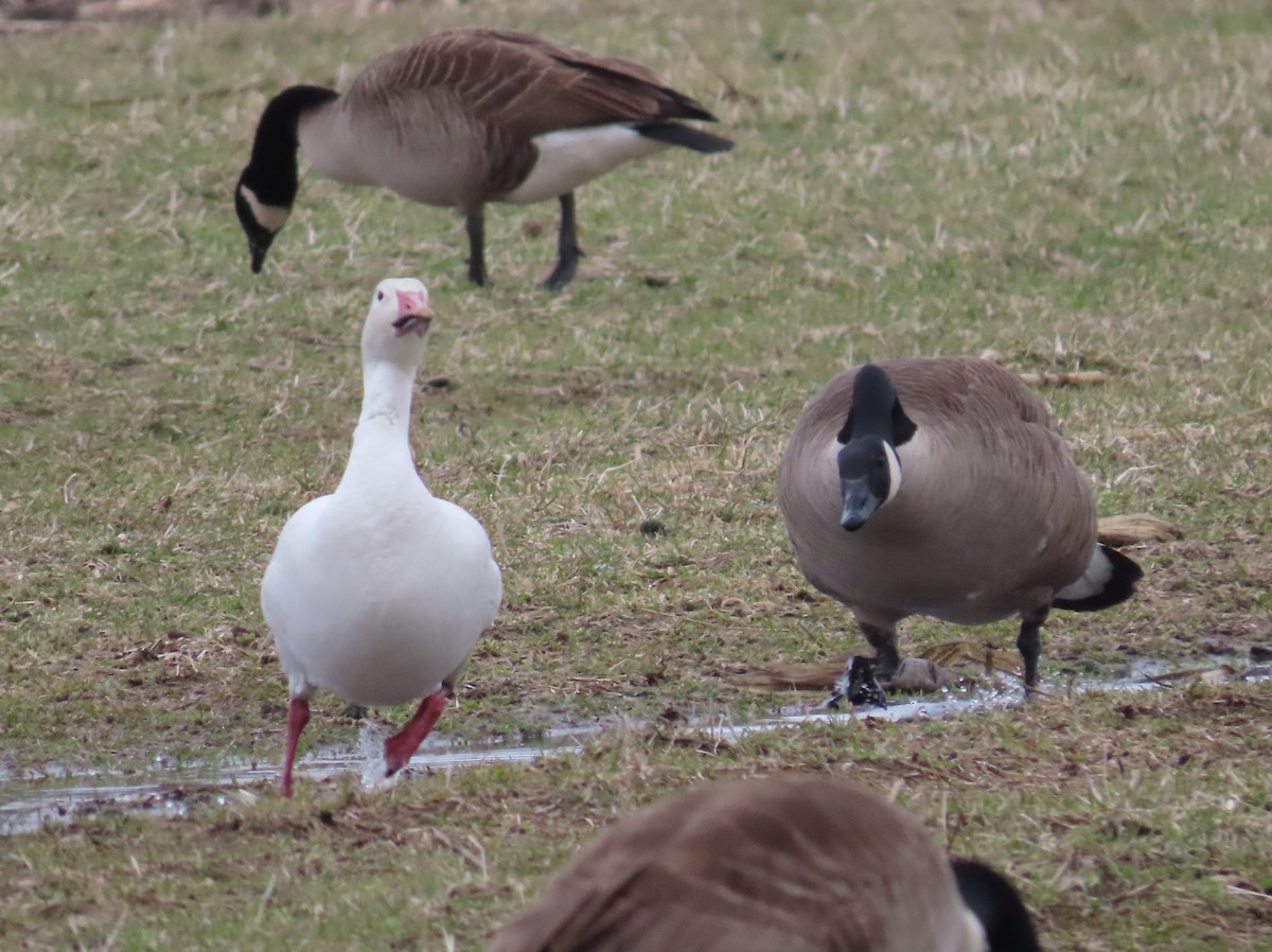 Snow Goose - ML617050900