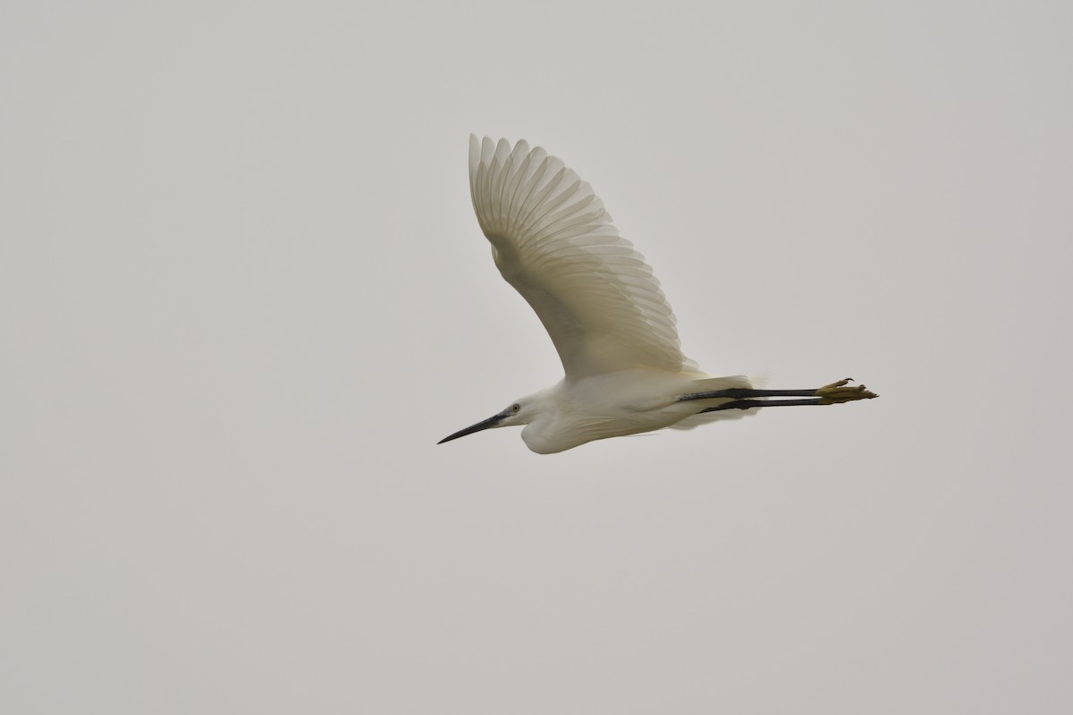 Little Egret - ML617050944