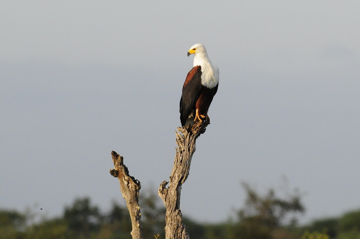 Schreiseeadler - ML617050947