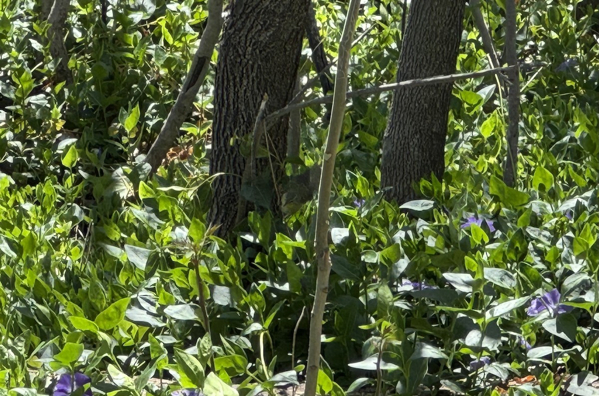 Tennessee Warbler - ML617050956