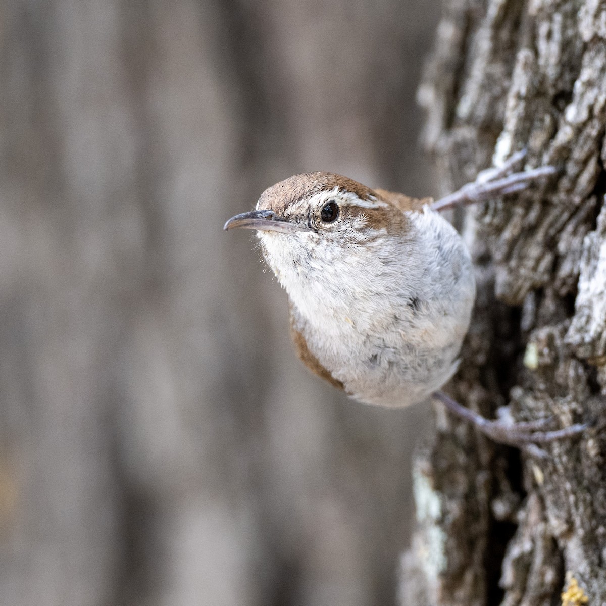 Bewick's Wren - ML617050959