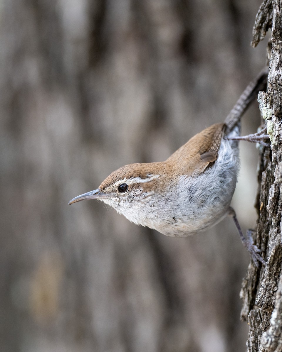 Bewick's Wren - ML617050961