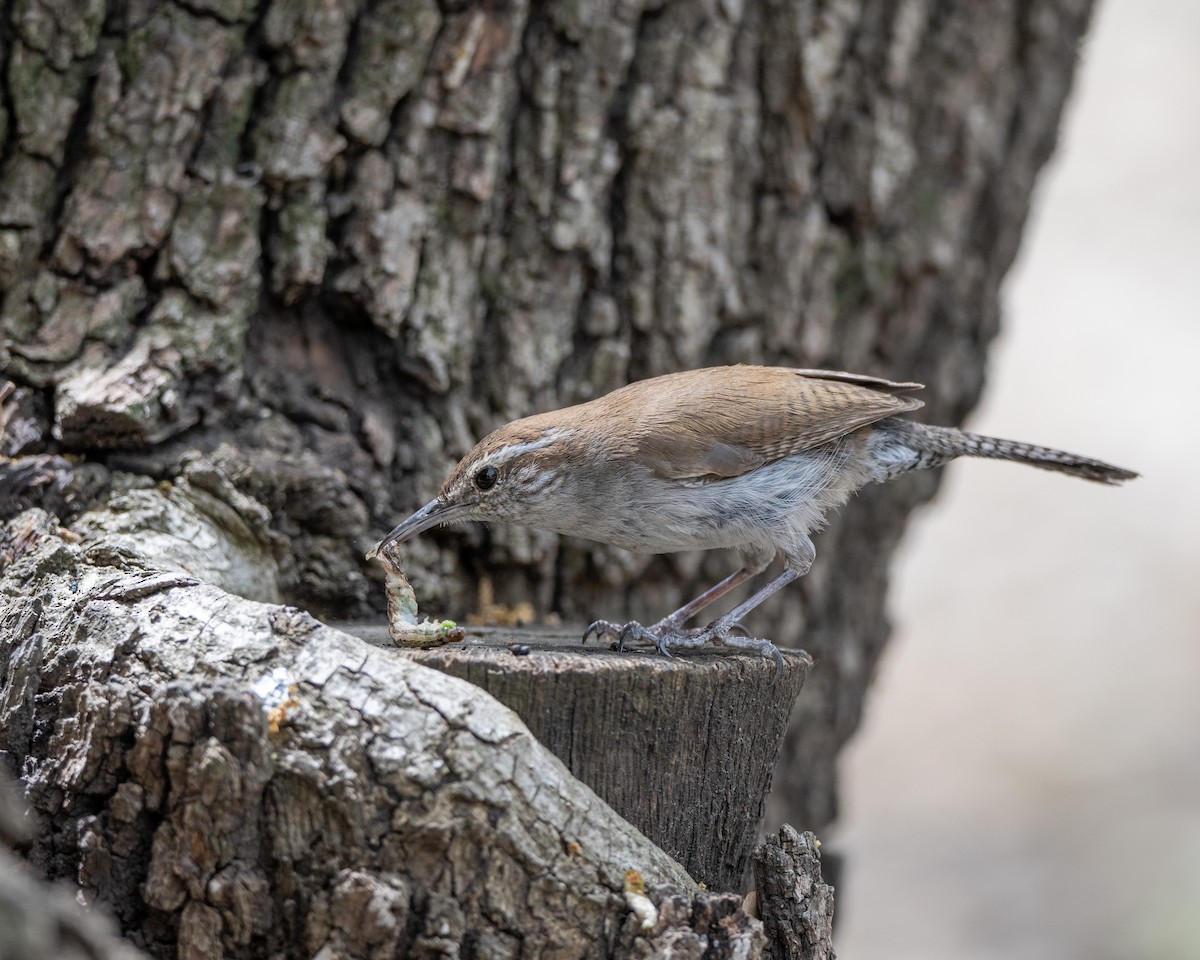 Bewick's Wren - ML617050962