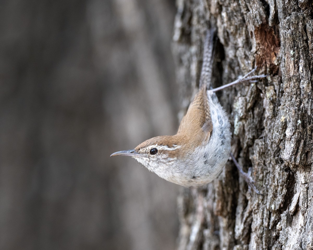 Bewick's Wren - ML617050963