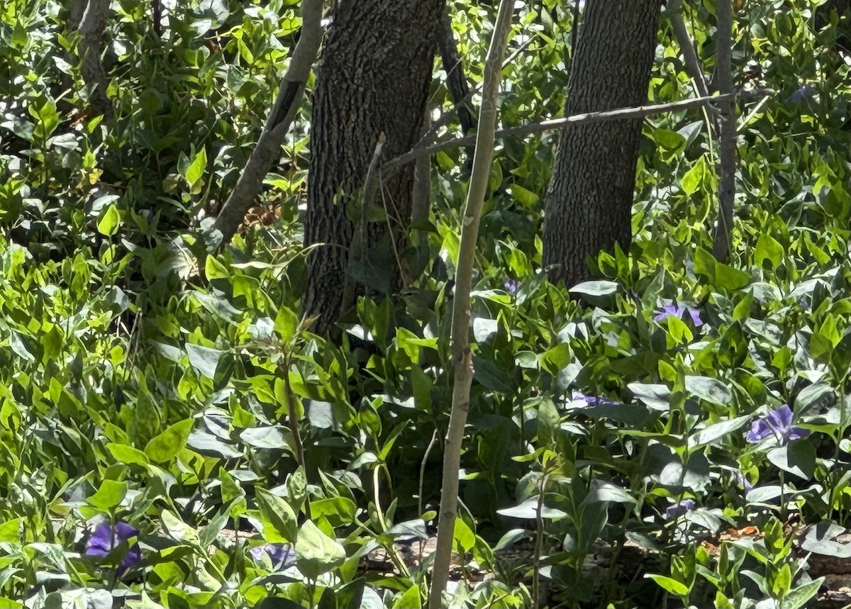 Tennessee Warbler - ML617050967