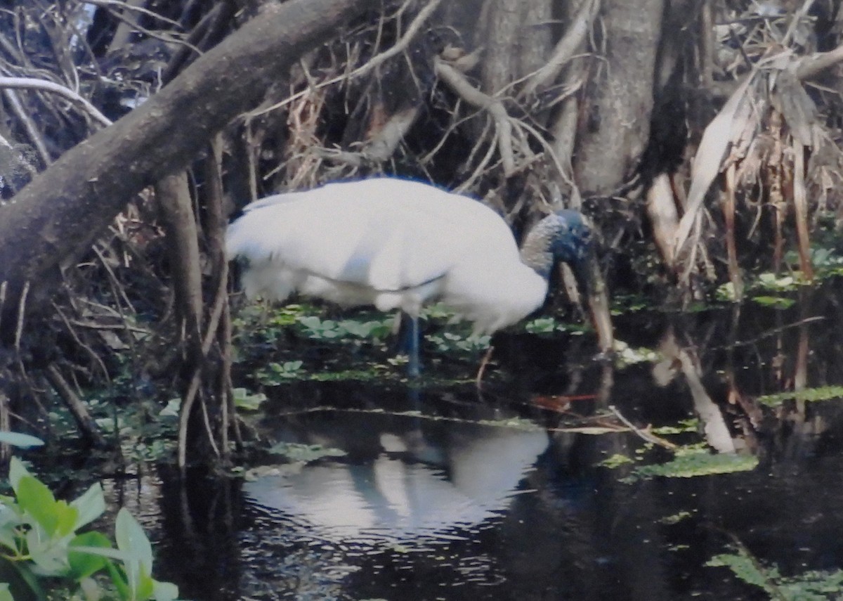 Wood Stork - ML617050971