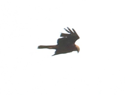 Western Marsh Harrier - ML617051002