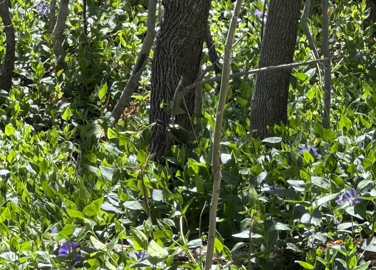 Tennessee Warbler - ML617051024