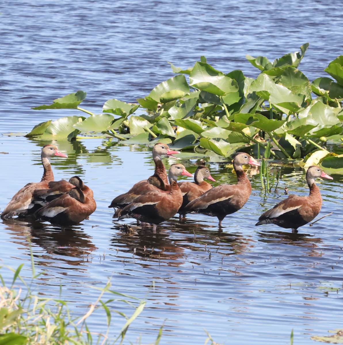 Black-bellied Whistling-Duck - ML617051053