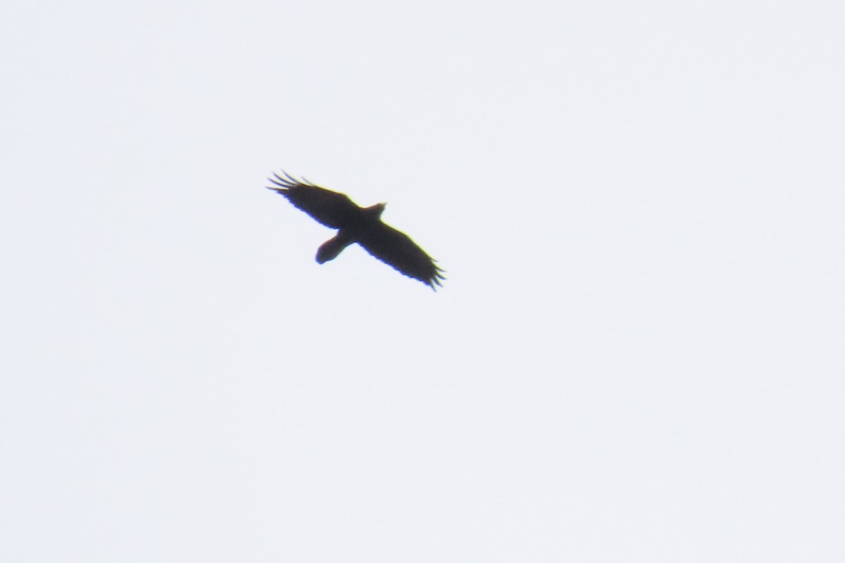 Common Raven - ML617051067