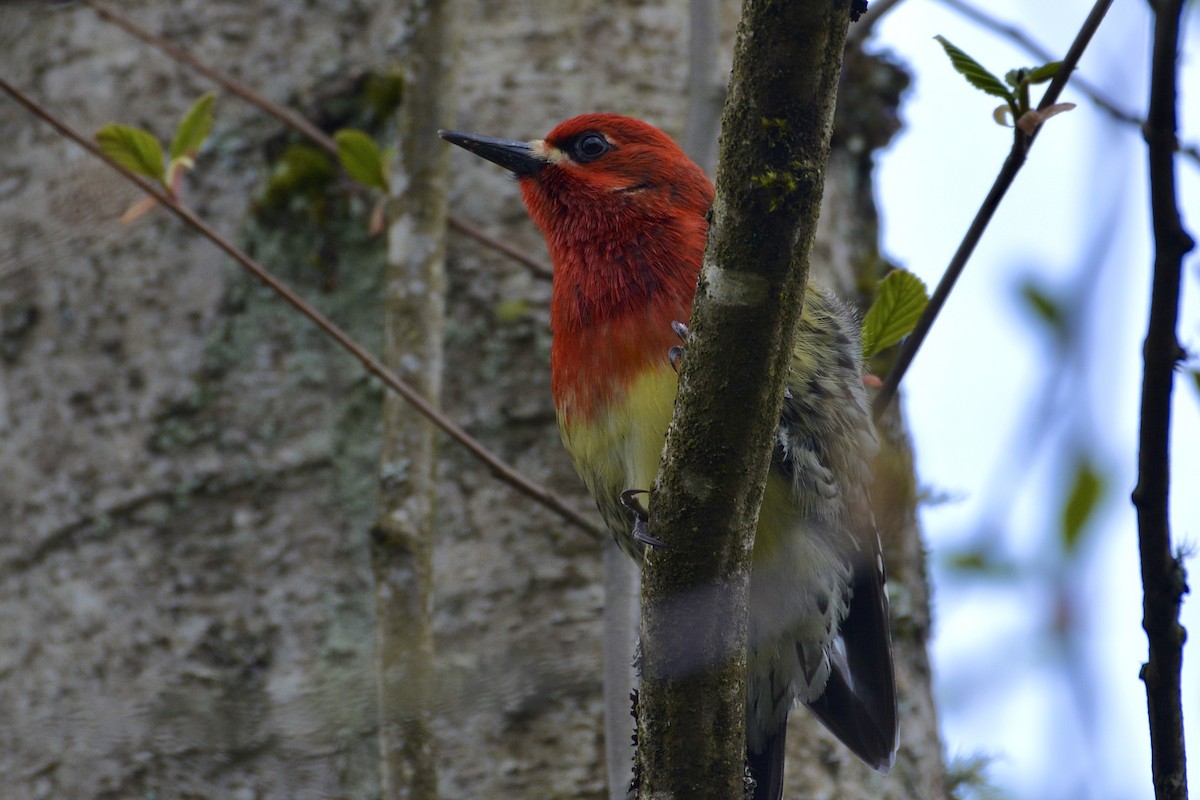 Red-breasted Sapsucker - ML617051089