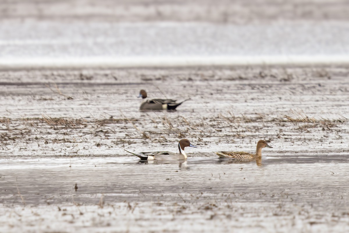 Northern Pintail - ML617051102