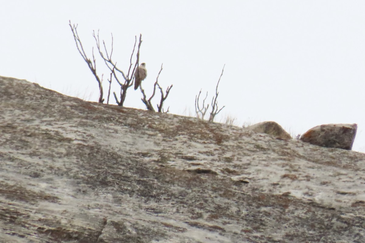 Peregrine Falcon - ML617051107