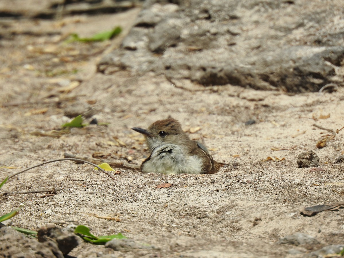 Galapagos Flycatcher - Laura Rubio-Rocha