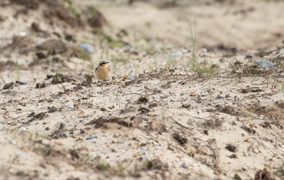 Northern Wheatear - ML617051263