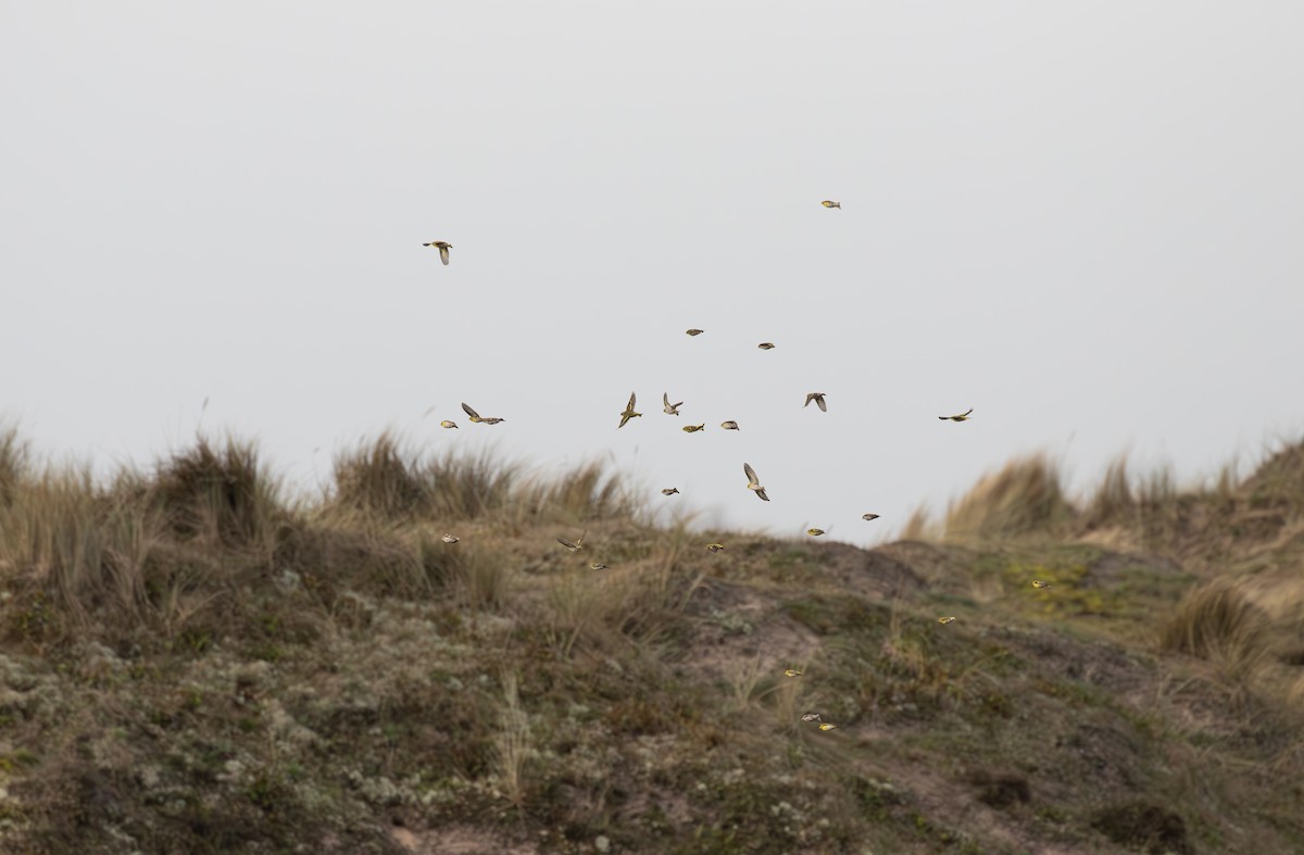 Eurasian Siskin - ML617051271