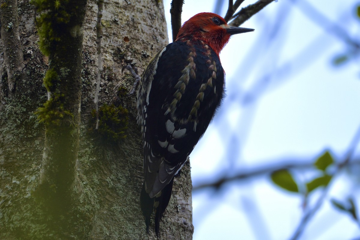 Red-breasted Sapsucker - ML617051272