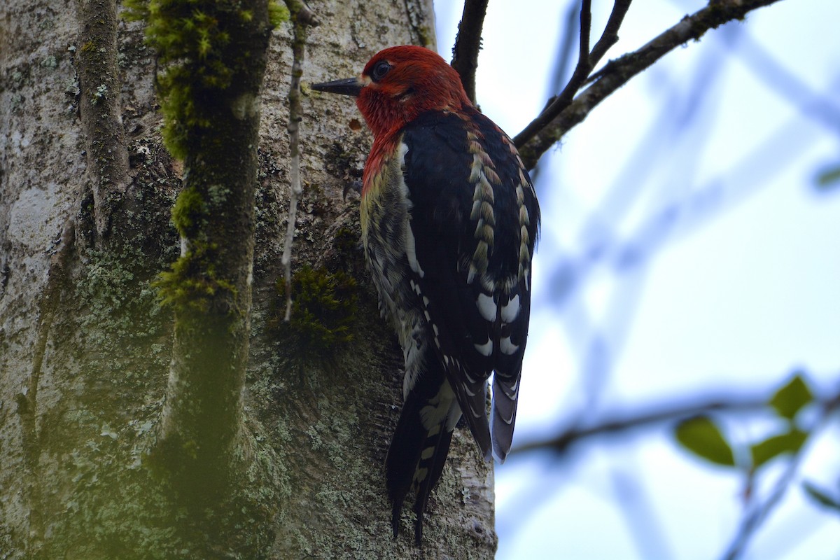 Red-breasted Sapsucker - ML617051273